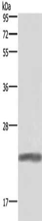 GH1 Antibody