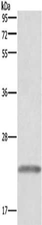 GH1 Antibody