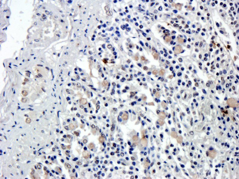 Ghrelin antibody