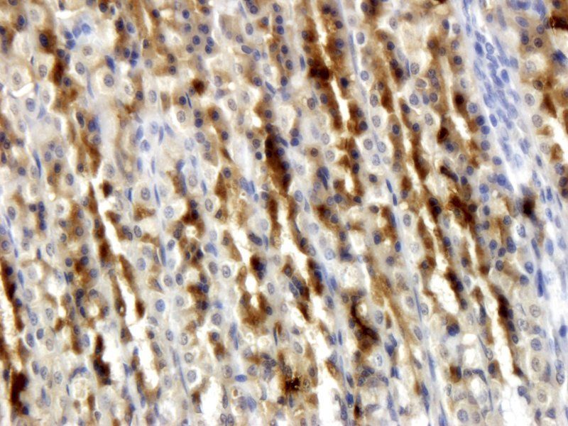 Ghrelin antibody