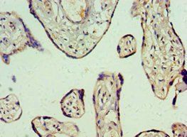 Ghrelin antibody