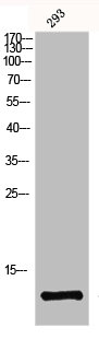 GHRL Antibody