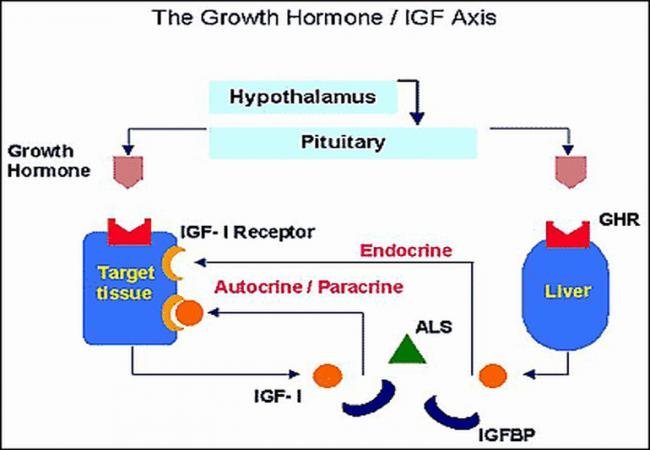 GHRP2 peptide