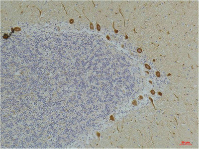 GHSR Antibody