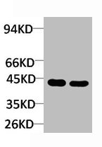 GHSR antibody