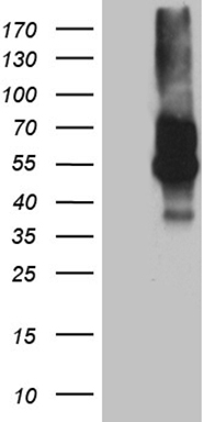 GI24 Antibody