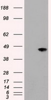 GI24 Antibody