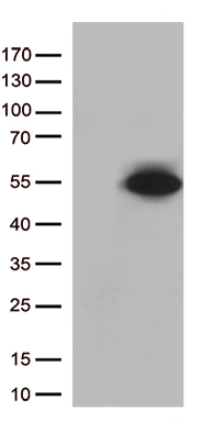 GI24 Antibody