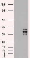 GI24 Antibody