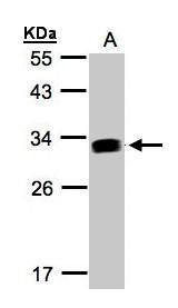 IFI30 lysosomal thiol reductase Antibody