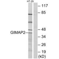 GIMAP2 Antibody