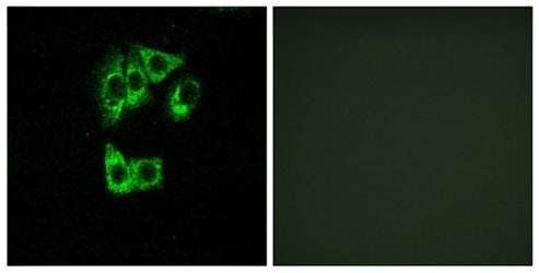 GIMAP2 Antibody