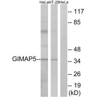 GIMAP5 Antibody
