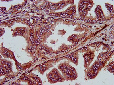 GINS1 Antibody