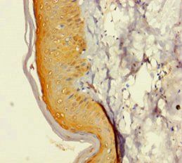 GINS4 Antibody