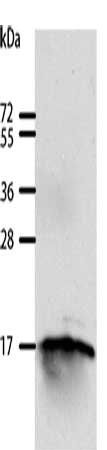 GIP antibody