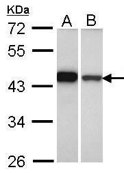 GIPC PDZ domain containing family member 1 Antibody