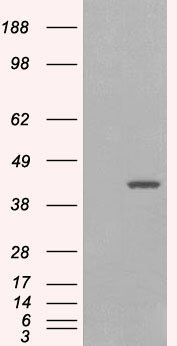Goat anti-GIPC1 / NIP Antibody