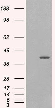 GIPC1 antibody