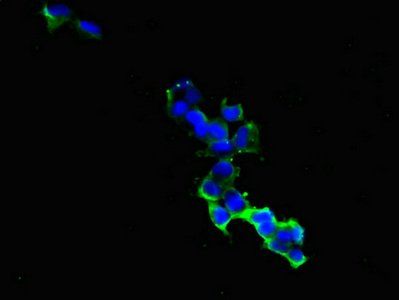 GIPR Antibody
