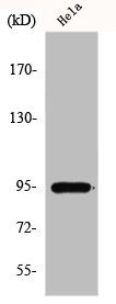 GIT1 antibody