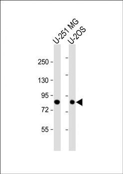 GIT1-S388 antibody