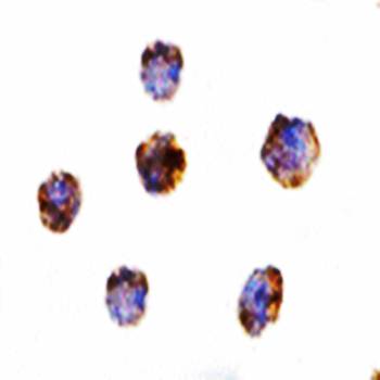 GITRL Antibody