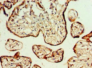 GJA1 Antibody