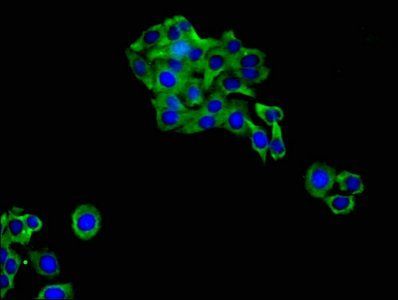 GJA5 Antibody