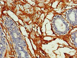 GJA8 Antibody