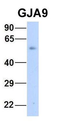 GJA9 antibody