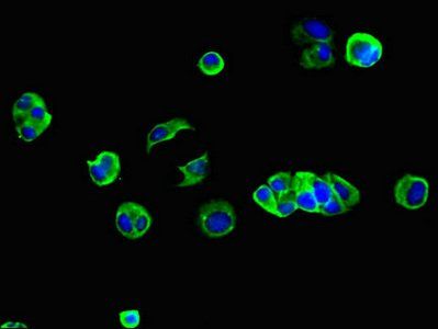 GJB2 Antibody