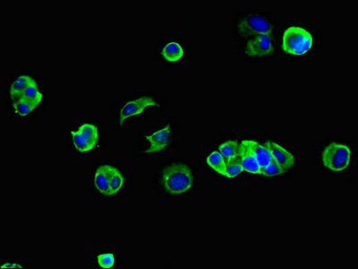 GJB2 antibody