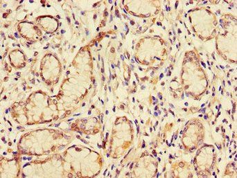 GJB2 Antibody