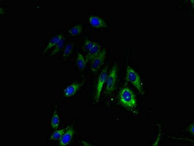 GJB3 antibody