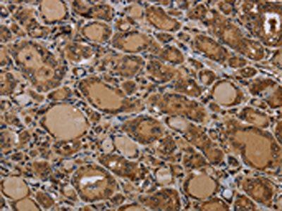GJB4 Antibody