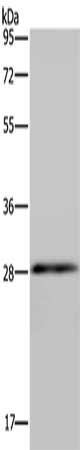 GJB4 antibody