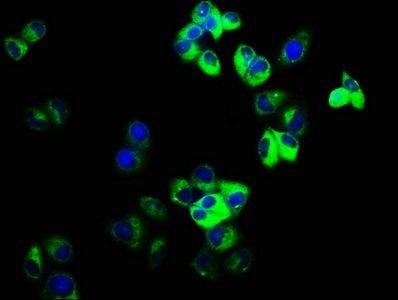 Connexin 36 antibody