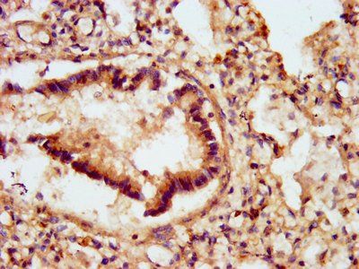GJD2 Antibody