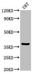 Connexin 36 antibody