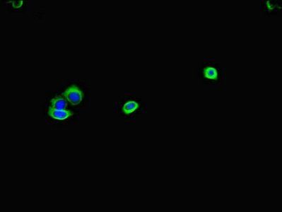 GK Antibody