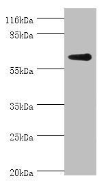 GK2 antibody