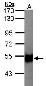 GK2 antibody