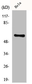 GK2 antibody