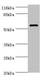 GK3P antibody
