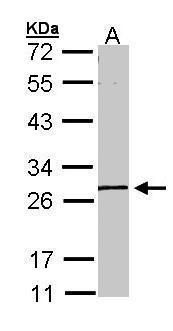 GK5 antibody