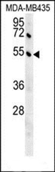 GKAP1 antibody