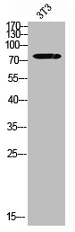 GLB1 antibody