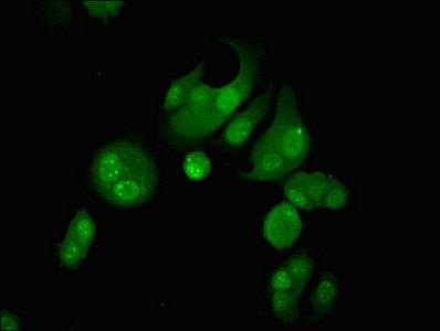 GLE1 antibody