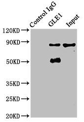 GLE1 antibody